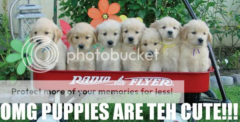 OMGPUPPIES.jpg